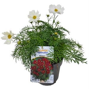 Bild von EJ Cosmos Bipinatus White